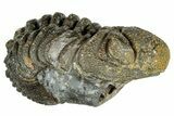 Long, Curled Morocops Trilobite - Morocco #323511-1